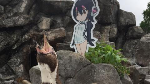 Grape the penguin and his Hululu cut-out