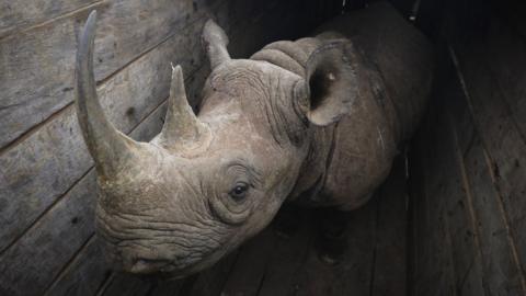 A black rhino in a crate