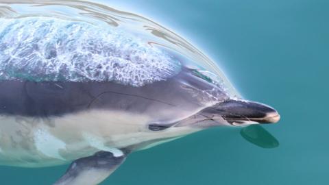 Common dolphin