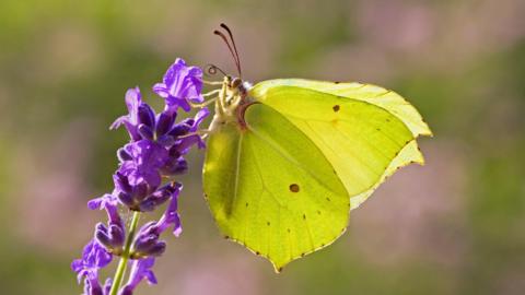 A close up image of a butterfly landing on a purple flower. 