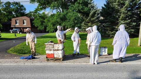 Beekeepers in their suits work to get swarms of bees back to their hives on the side of the Guelph Line road