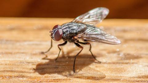 a close-up photo of a fly on a wooden surface