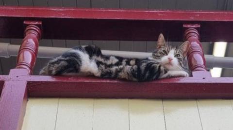 A white and tabby cat resting on ledge.