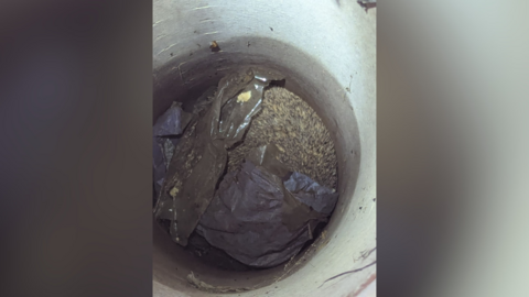 A hedgehog stuck inside a ground pipe