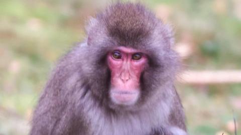 Luka is a Japanese macaque. He has a red face, brown eyes and light brown fur.