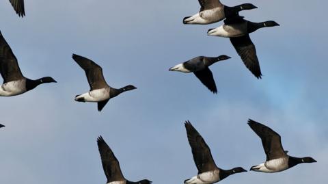 Geese flying in formation