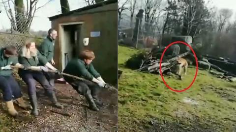 Staff at Dartmoor Zoo in a tug-of-war against a tiger.