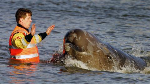 A man wearing orange and yellow waterproof clothing standings in the water with his hands in the air as a large whale swimming past him