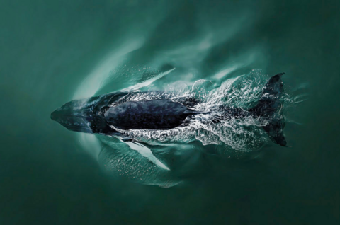 A humpback whale diving back under the surface of the Atlantic Ocean after taking a breath of air.  This was taken within 500ft of the coast in Southampton, NY, USA.