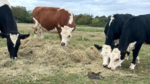 Four cows eating hay at Gorse Hill City Farm, in Leicester.