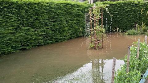 A flooded garden with brown water covering an area surrounded by green hedges, with a few plants sticking up out of the water