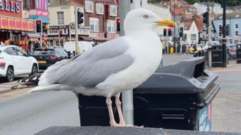 A herring gull sits on top of a bin on Scarborough's South Bay