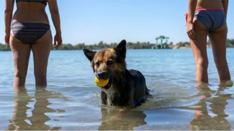 Two women and their dog enjoy a sunny day at the Epple Lake in Rheinstetten near Karlsruhe, Germany, 30 July 2020