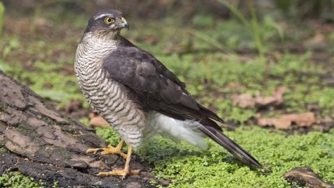 Sparrowhawk near woods