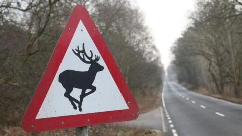 A triangular road sign warning of deer on the left hand side of a UK road through woodland on a grey day.