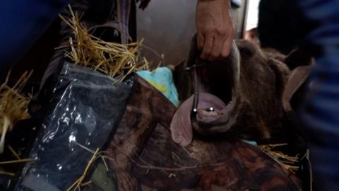 Bears rescued in Armenia