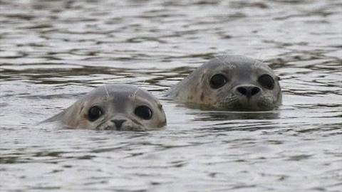 Seals in water