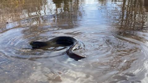 eel in puddle