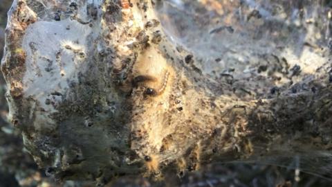 Brown-tail moth caterpillar