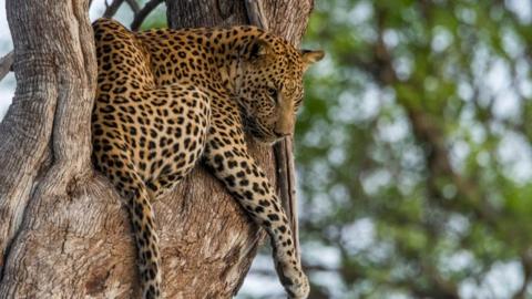 A Leopard (Panthera pardus) sitting in a tree in the Gomoti Plains area, a community run concession, on the edge of the Gomoti river system southeast of the Okavango Delta, Botswana.