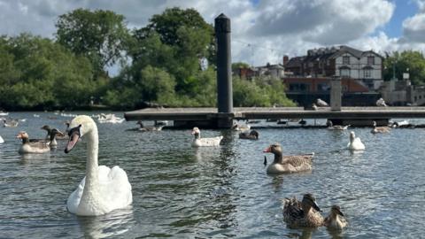 Lots of swans and brown-feathered ducks swimming along the river, a pier in the background.