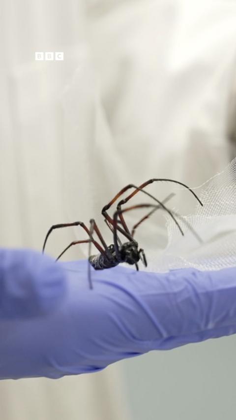A golden orb-web spider.