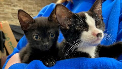 A black kitten with eyes near to a black and white kitten with no eyes after being born without them due to suspected inbreeding