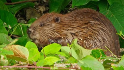 A beaver sits on a riverbank surrounded by green foliage