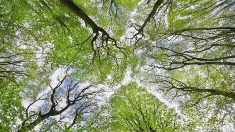 Trees, green leaves and brown twigs, stems. Blue sky and clouds.