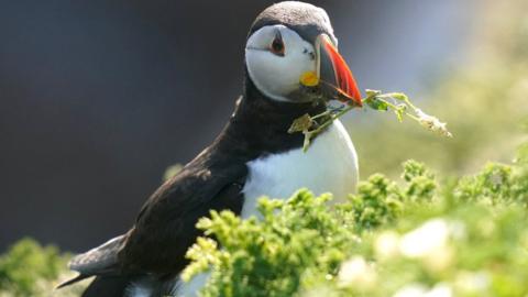 Puffin