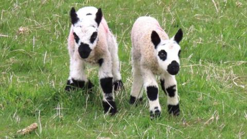 Two small white lambs in a field, both have black eye patch markings and well as black markings on legs.