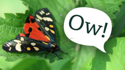 a colourful moth sits on a leaf next to a speech bubble appearing to come from the plant which says "ow!"