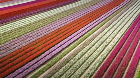 Elevated shot of a large field of brightly coloured tulips