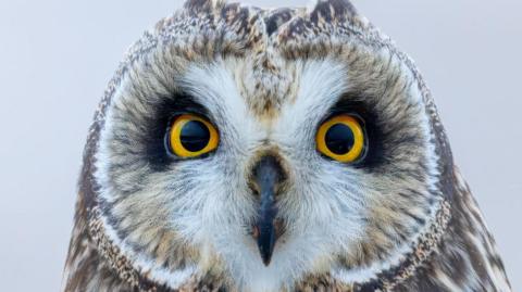 An owl with large black and yellow eyes stares straight down the lens of the camera.