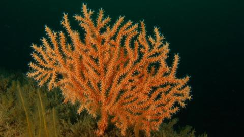 Pink sea fan