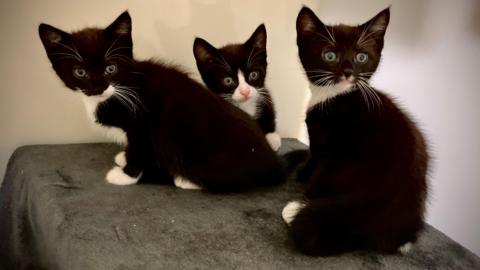 Three black and white kittens looking at the camera