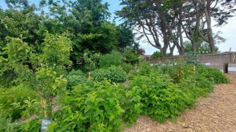 A community orchard in Chichester