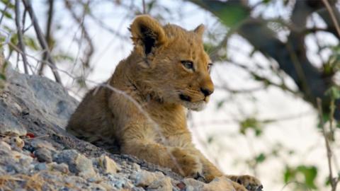 A lion cup sitting alone