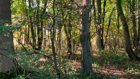 A woodland, with sunlight shining between the trees.