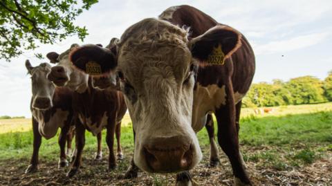 We can see three cows in a field. The front one has leaned down to look into the lens of the camera.