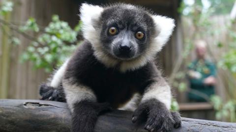 Lemur pup at Blair Drummond Safari Park near Stirling