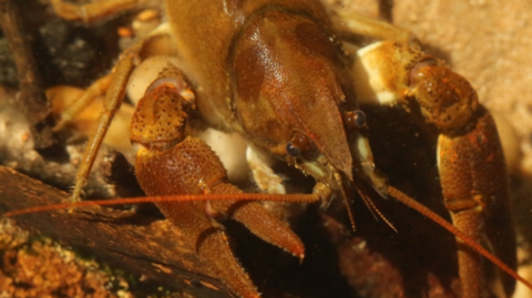 Pictured is a brownish-red crayfish swimming underwater.