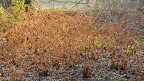 Rubus Phoenicolasius