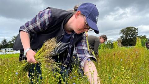 Flax harvesting