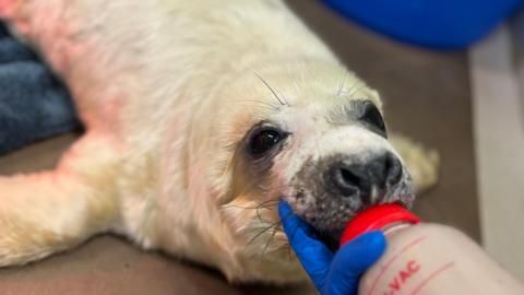A grey seal pup being bottle-fed.