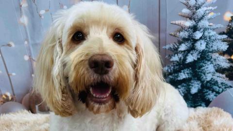 Golden dog looks at camera - there are Christmas decorations in the background of the photo.