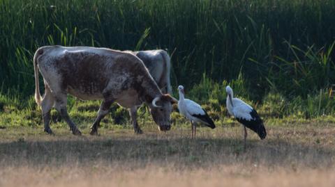  Longhorns and White Storks on the Knepp Estate in West Sussex.