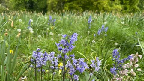 A collection of bluebells are in the foreground of the photo. They're in a meadow, which is full of long green grass, wildflowers, buttercups and dandelions. In the background, there are rows of trees. 
