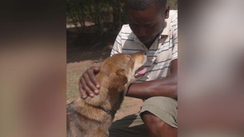 A man crouches down and strokes a dog with light brown fur.