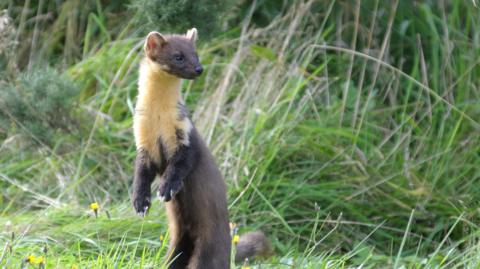 A pine marten, a relation to the weasel, standing on its hind legs in a meadow. The small, slender mammal has dark brown fur, a bushy tail, and a yellowish patch on its throat